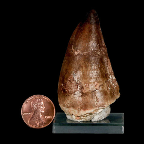 XL 2.3" Mosasaur Prognathodon Fossil Tooth Cretaceous Dinosaur Era COA & Stand