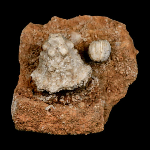 2.9" Teleiocrinous Umbrososus Crinoid Fossil Mississippian Age Burlington Iowa - Fossil Age Minerals