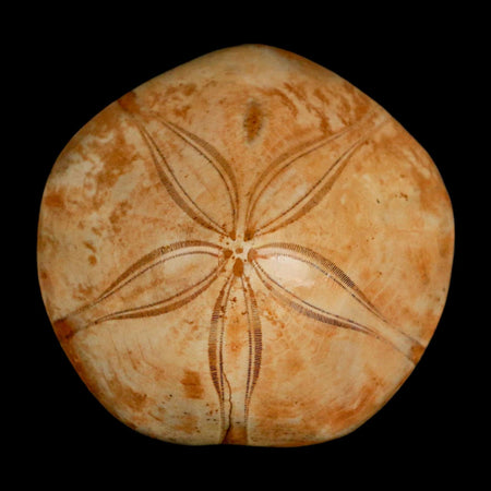 63MM Pygurus Marmonti Sea Urchin Fossil Sand Dollar Jurassic Age Madagascar