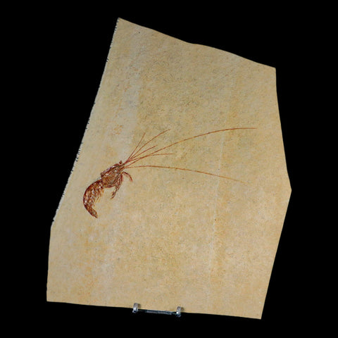 7" Acanthochirana Fossil Shrimp Upper Jurassic Age Solnhofen FM Germany COA Stand - Fossil Age Minerals