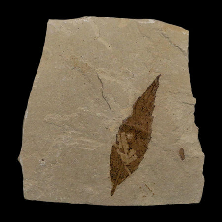 1.6" Detailed Cedrelospermum Nervosum Fossil Plant Leaf Eocene Age Green River FM UT