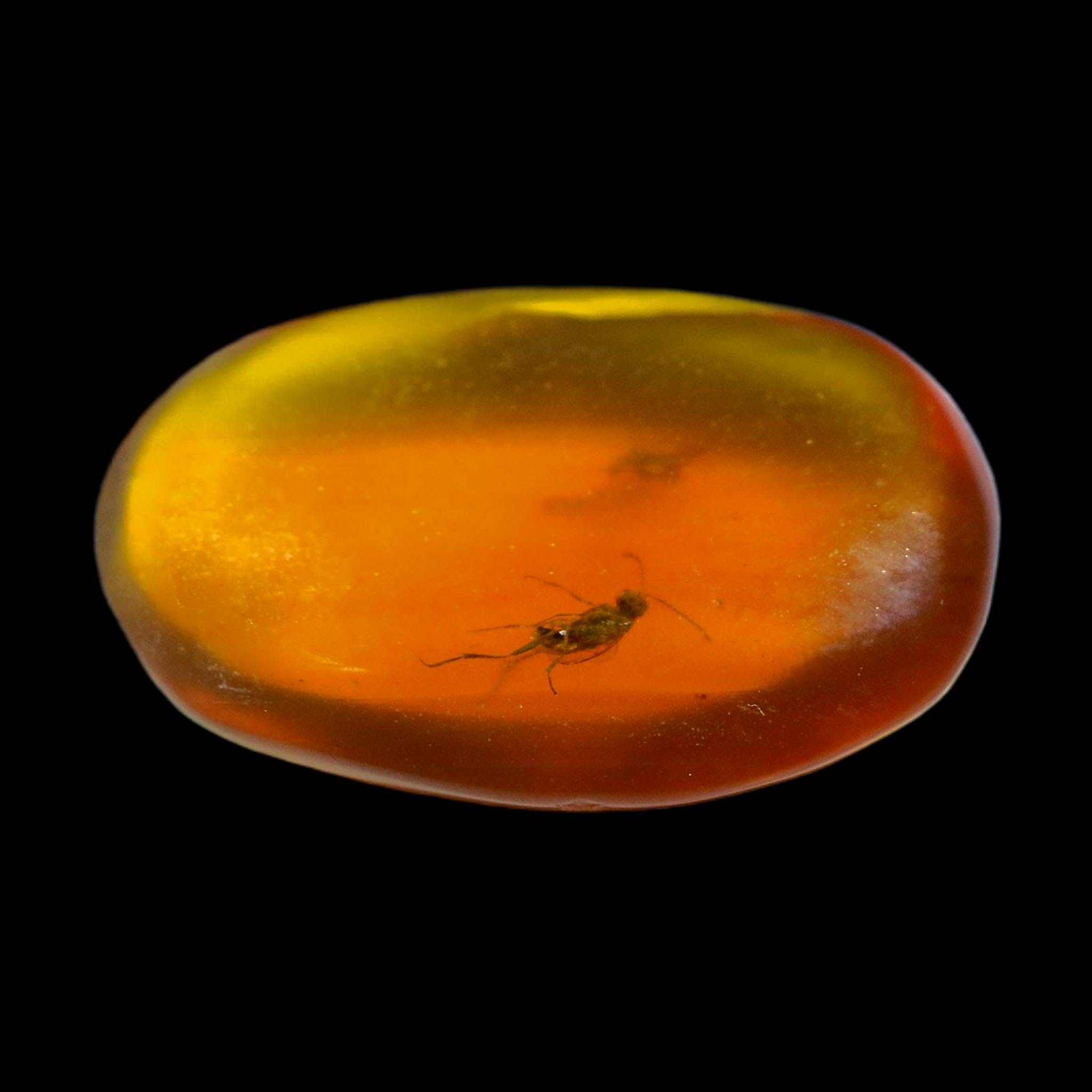 Burmese Insect Amber Hymenoptera Wasp Bee Fossil Cretaceous Dinosaur Age