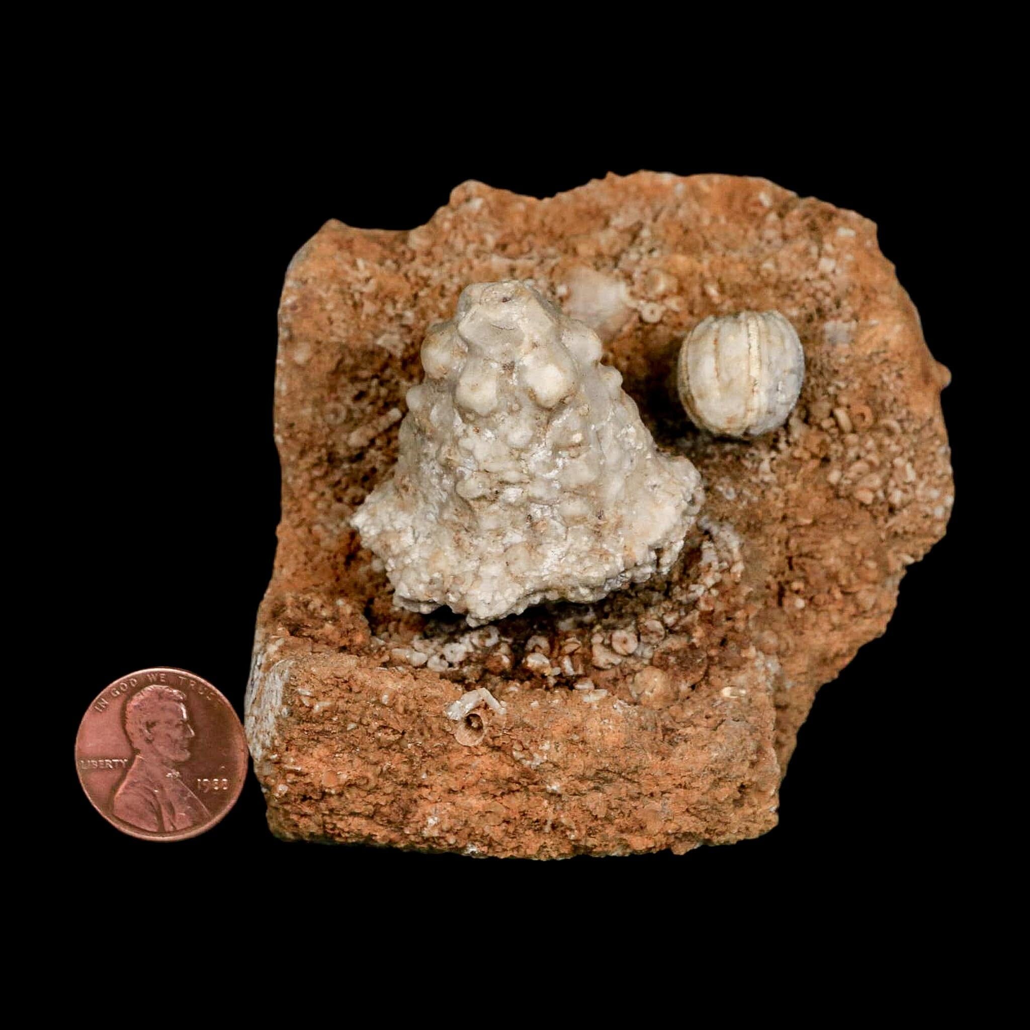 2.9" Teleiocrinous Umbrososus Crinoid Fossil Mississippian Age Burlington Iowa - Fossil Age Minerals