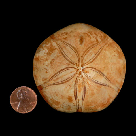 63MM Pygurus Marmonti Sea Urchin Fossil Sand Dollar Jurassic Age Madagascar - Fossil Age Minerals