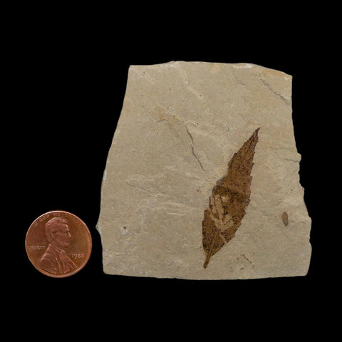1.6" Detailed Cedrelospermum Nervosum Fossil Plant Leaf Eocene Age Green River FM UT - Fossil Age Minerals
