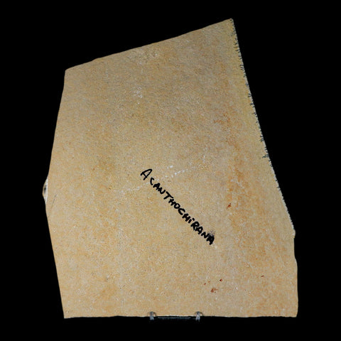7" Acanthochirana Fossil Shrimp Upper Jurassic Age Solnhofen FM Germany COA Stand - Fossil Age Minerals