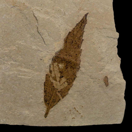 1.6" Detailed Cedrelospermum Nervosum Fossil Plant Leaf Eocene Age Green River FM UT