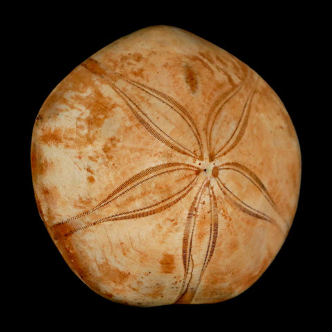 63MM Pygurus Marmonti Sea Urchin Fossil Sand Dollar Jurassic Age Madagascar - Fossil Age Minerals