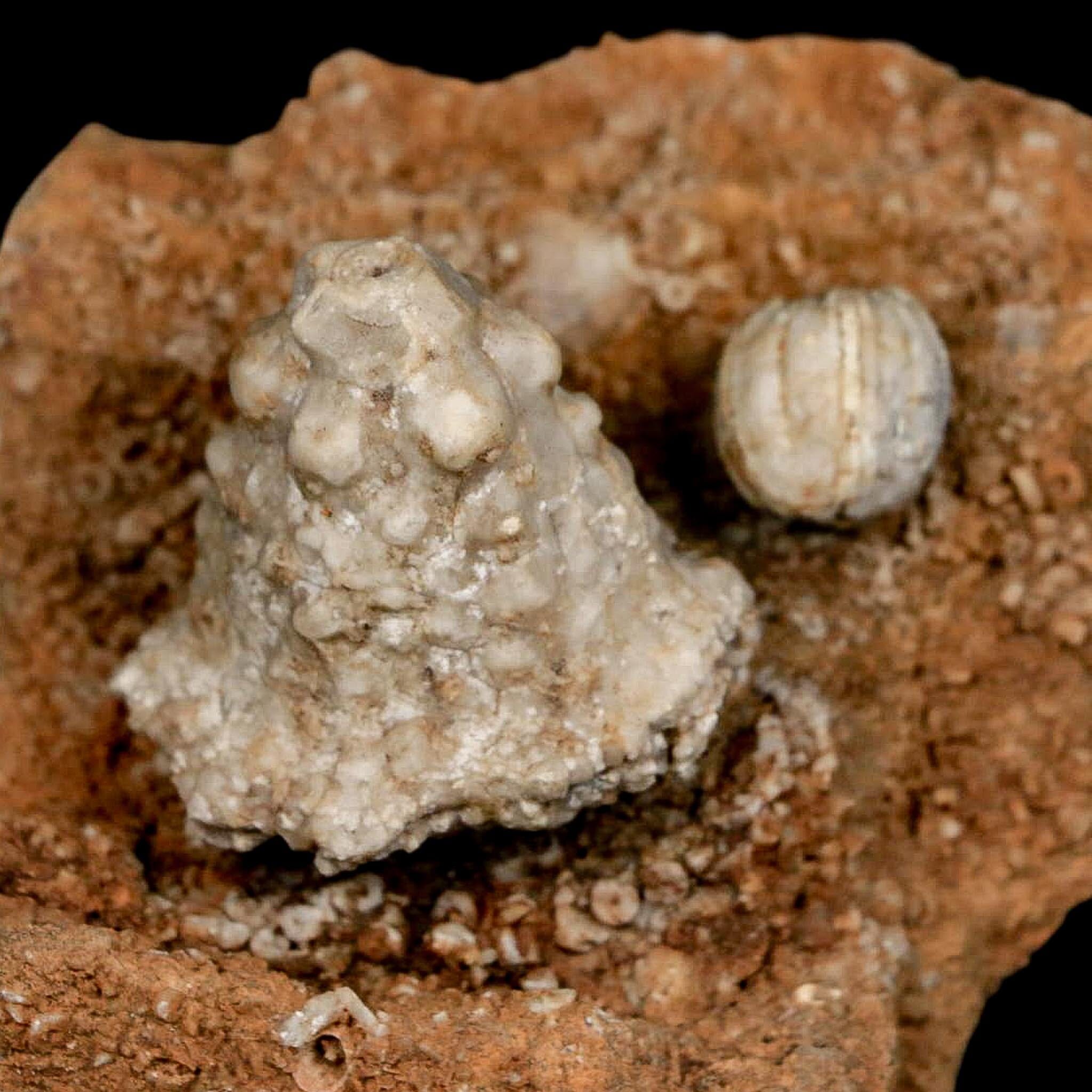 2.9" Teleiocrinous Umbrososus Crinoid Fossil Mississippian Age Burlington Iowa - Fossil Age Minerals