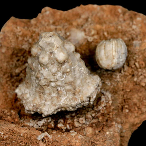 2.9" Teleiocrinous Umbrososus Crinoid Fossil Mississippian Age Burlington Iowa - Fossil Age Minerals