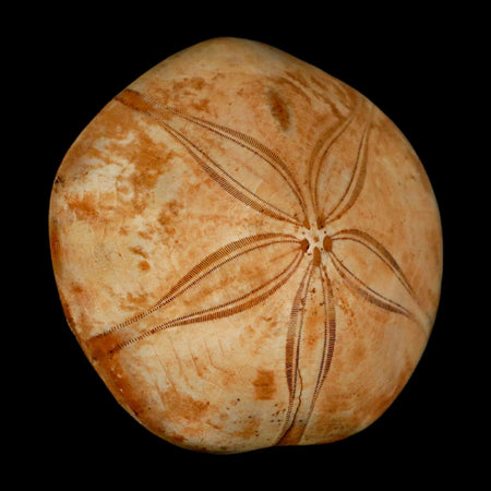 63MM Pygurus Marmonti Sea Urchin Fossil Sand Dollar Jurassic Age Madagascar