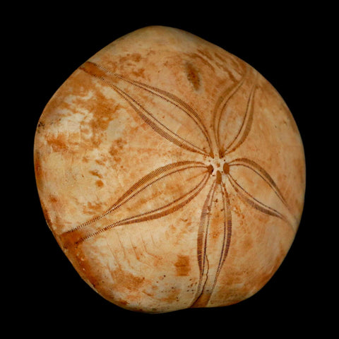 63MM Pygurus Marmonti Sea Urchin Fossil Sand Dollar Jurassic Age Madagascar - Fossil Age Minerals