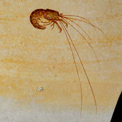 Solnhofen Formation Fossils