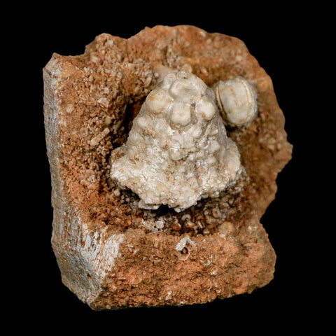 2.9" Teleiocrinous Umbrososus Crinoid Fossil Mississippian Age Burlington Iowa - Fossil Age Minerals