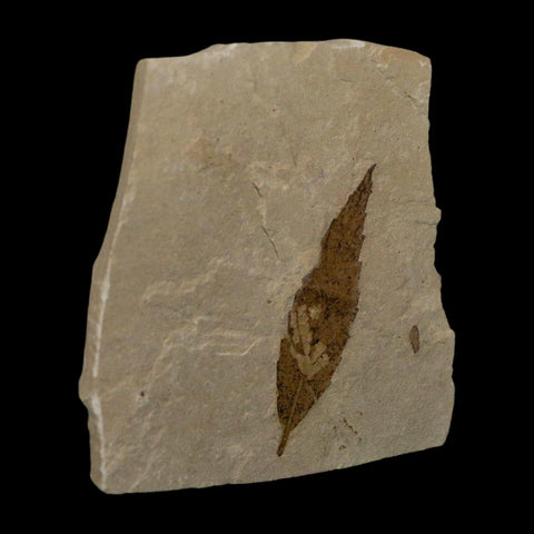 1.6" Detailed Cedrelospermum Nervosum Fossil Plant Leaf Eocene Age Green River FM UT - Fossil Age Minerals