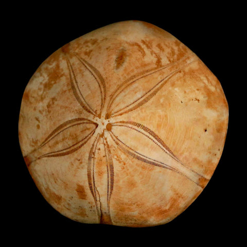 63MM Pygurus Marmonti Sea Urchin Fossil Sand Dollar Jurassic Age Madagascar - Fossil Age Minerals