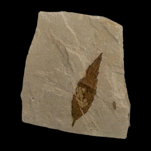 1.6" Detailed Cedrelospermum Nervosum Fossil Plant Leaf Eocene Age Green River FM UT - Fossil Age Minerals