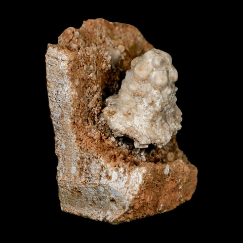 2.9" Teleiocrinous Umbrososus Crinoid Fossil Mississippian Age Burlington Iowa - Fossil Age Minerals