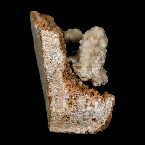 2.9" Teleiocrinous Umbrososus Crinoid Fossil Mississippian Age Burlington Iowa - Fossil Age Minerals