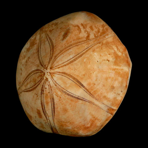 63MM Pygurus Marmonti Sea Urchin Fossil Sand Dollar Jurassic Age Madagascar - Fossil Age Minerals