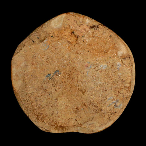 63MM Pygurus Marmonti Sea Urchin Fossil Sand Dollar Jurassic Age Madagascar - Fossil Age Minerals