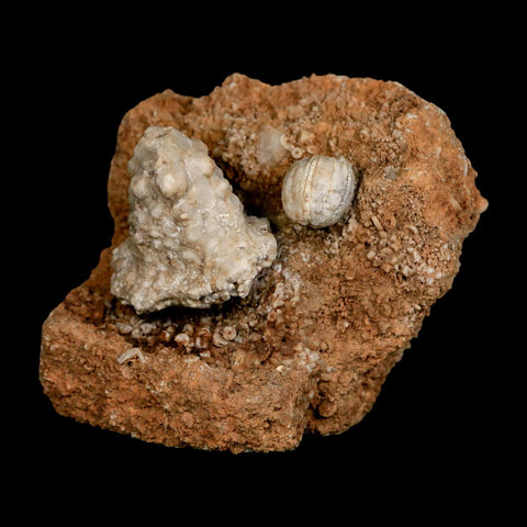 2.9" Teleiocrinous Umbrososus Crinoid Fossil Mississippian Age Burlington Iowa - Fossil Age Minerals