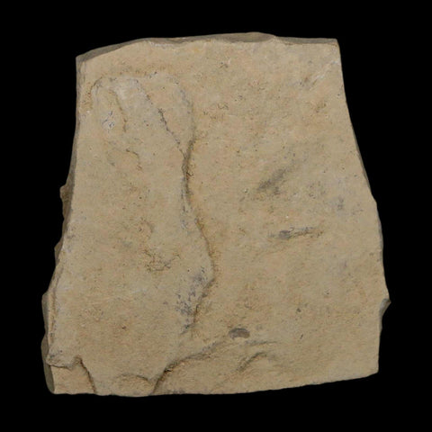 1.6" Detailed Cedrelospermum Nervosum Fossil Plant Leaf Eocene Age Green River FM UT - Fossil Age Minerals