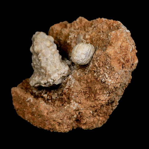 2.9" Teleiocrinous Umbrososus Crinoid Fossil Mississippian Age Burlington Iowa - Fossil Age Minerals