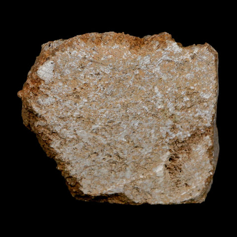 2.9" Teleiocrinous Umbrososus Crinoid Fossil Mississippian Age Burlington Iowa - Fossil Age Minerals