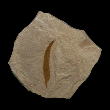 1.4" Detailed Salix Cockerelli Willow Fossil Plant Leaf Green River FM Eocene Age Utah