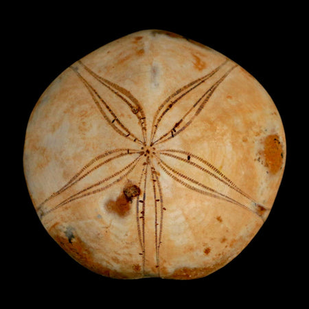 67MM Pygurus Marmonti Sea Urchin Fossil Sand Dollar Jurassic Age Madagascar