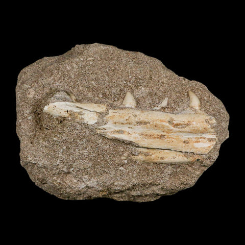 3.4" Mosasaur Platecarpus Fossil Teeth Jaw Section In Matrix Cretaceous Dinosaur Era COA - Fossil Age Minerals