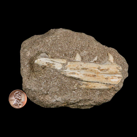 3.4" Mosasaur Platecarpus Fossil Teeth Jaw Section In Matrix Cretaceous Dinosaur Era COA - Fossil Age Minerals