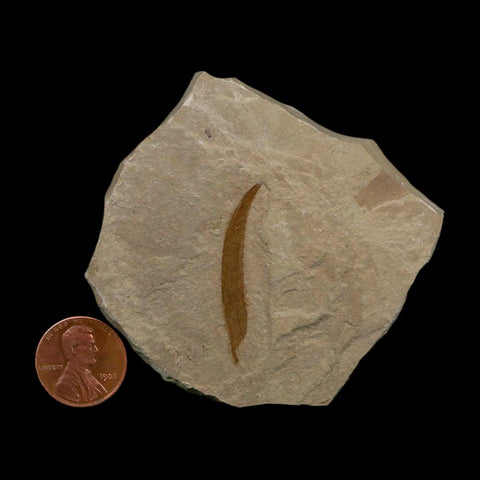 1.4" Detailed Salix Cockerelli Willow Fossil Plant Leaf Green River FM Eocene Age Utah - Fossil Age Minerals