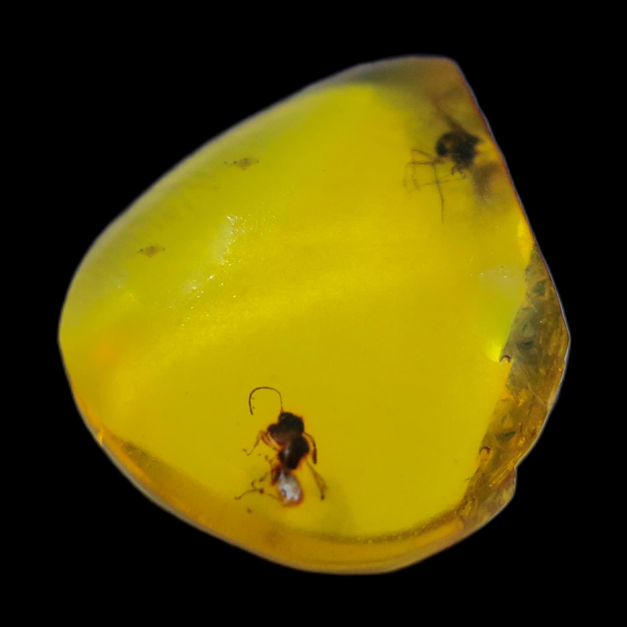 Burmese Insect Amber Hymenoptera Wasp Bee Unknown Insect Fossil Cretaceous Age