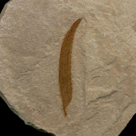 1.4" Detailed Salix Cockerelli Willow Fossil Plant Leaf Green River FM Eocene Age Utah