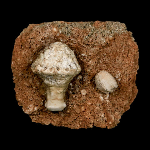 3.4" Globoblastus Norwoodi Crinoid Fossil Mississippian Age Burlington Iowa - Fossil Age Minerals