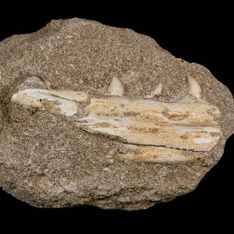 3.4" Mosasaur Platecarpus Fossil Teeth Jaw Section In Matrix Cretaceous Dinosaur Era COA - Fossil Age Minerals