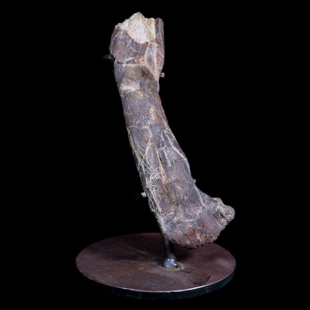 6" Phytosaur Fossil Femur Bone Late Triassic Age Archosaur Chinle FM  AZ COA Stand