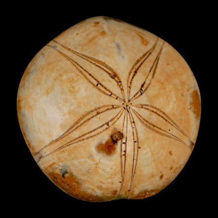 67MM Pygurus Marmonti Sea Urchin Fossil Sand Dollar Jurassic Age Madagascar