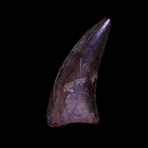 0.5" Nanotyrannus Tyrannosaurus Fossil Tooth Dinosaur Lance Creek WY COA Display - Fossil Age Minerals