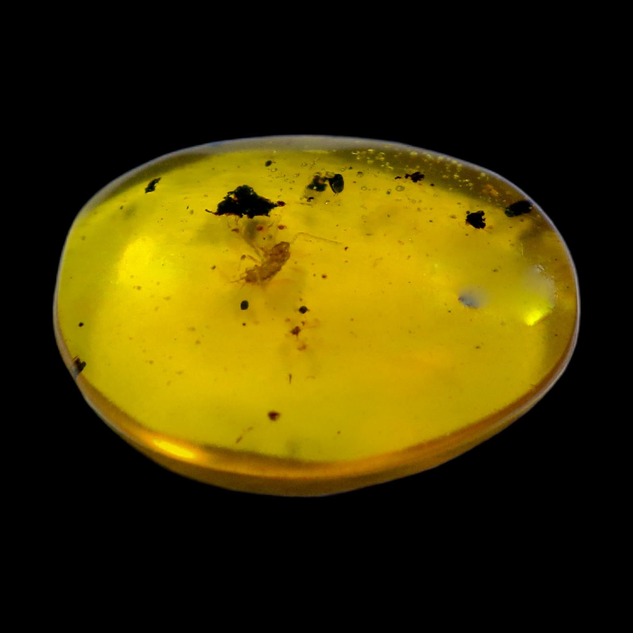 Burmese Insect Amber Cockroach Insect Fossil Burmite Cretaceous Age