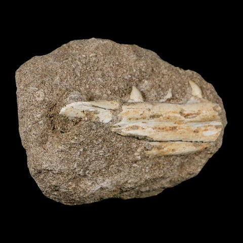 3.4" Mosasaur Platecarpus Fossil Teeth Jaw Section In Matrix Cretaceous Dinosaur Era COA - Fossil Age Minerals