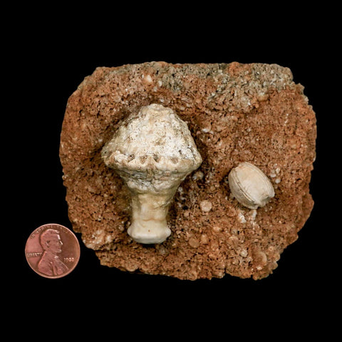 3.4" Globoblastus Norwoodi Crinoid Fossil Mississippian Age Burlington Iowa - Fossil Age Minerals