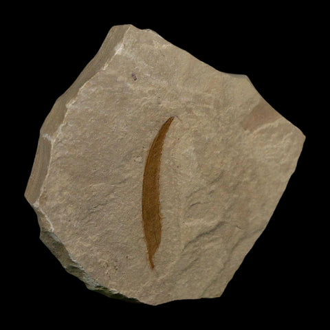 1.4" Detailed Salix Cockerelli Willow Fossil Plant Leaf Green River FM Eocene Age Utah - Fossil Age Minerals