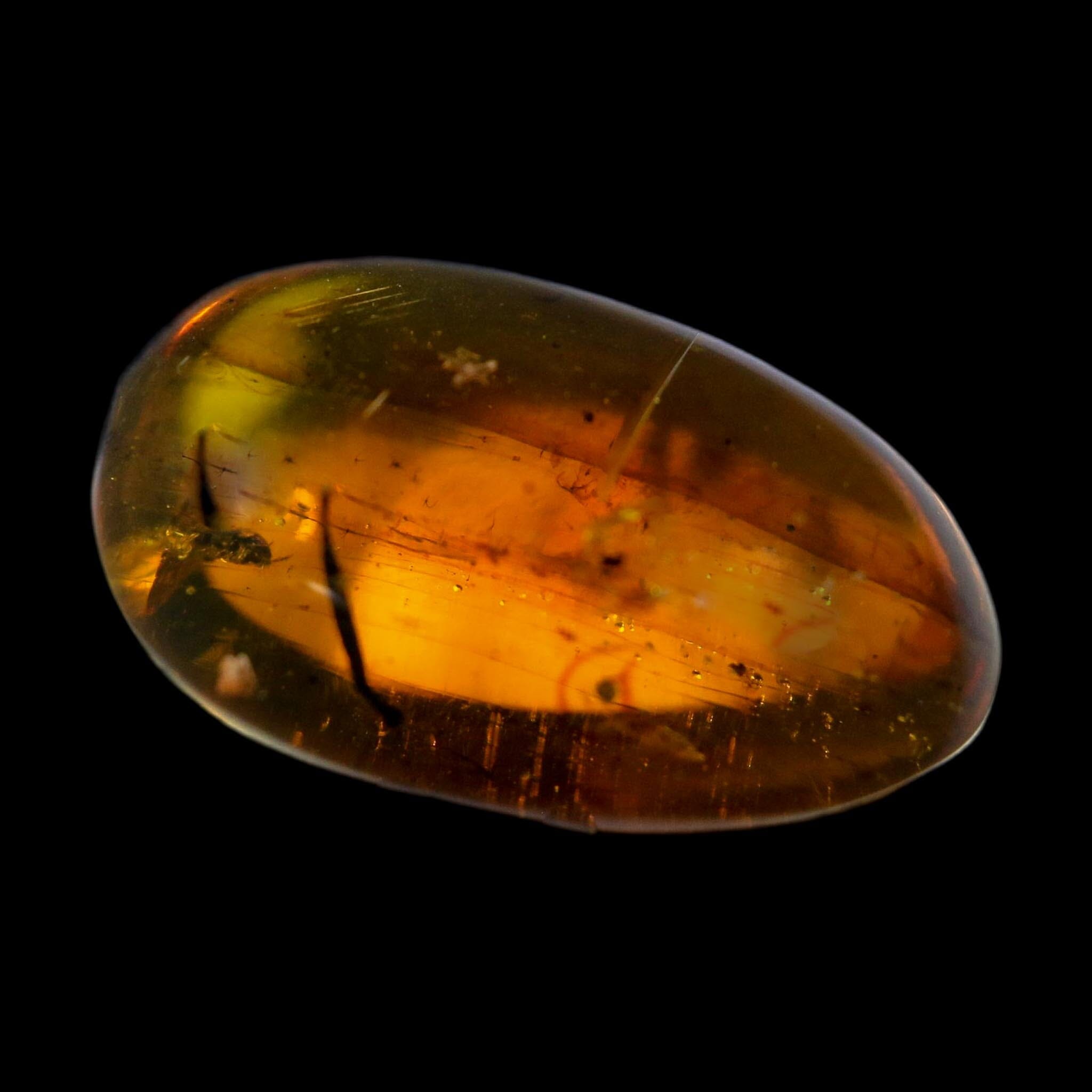 Burmese Insect Amber Coleoptera Beetle And Unknown Bug Fossil Cretaceous Age