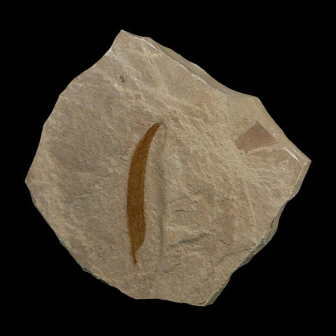 1.4" Detailed Salix Cockerelli Willow Fossil Plant Leaf Green River FM Eocene Age Utah - Fossil Age Minerals