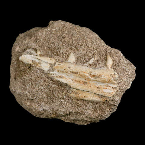 3.4" Mosasaur Platecarpus Fossil Teeth Jaw Section In Matrix Cretaceous Dinosaur Era COA - Fossil Age Minerals