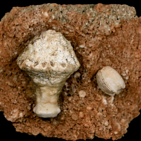 3.4" Globoblastus Norwoodi Crinoid Fossil Mississippian Age Burlington Iowa - Fossil Age Minerals