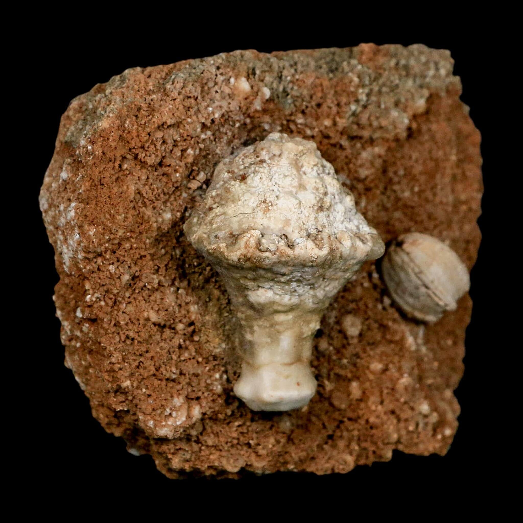 3.4" Globoblastus Norwoodi Crinoid Fossil Mississippian Age Burlington Iowa - Fossil Age Minerals